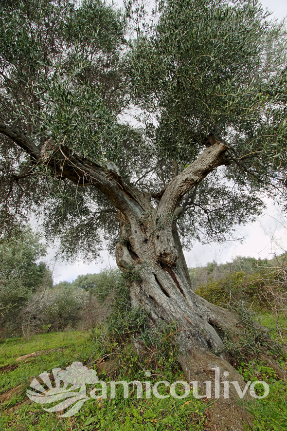 diventare amico di un ulivo